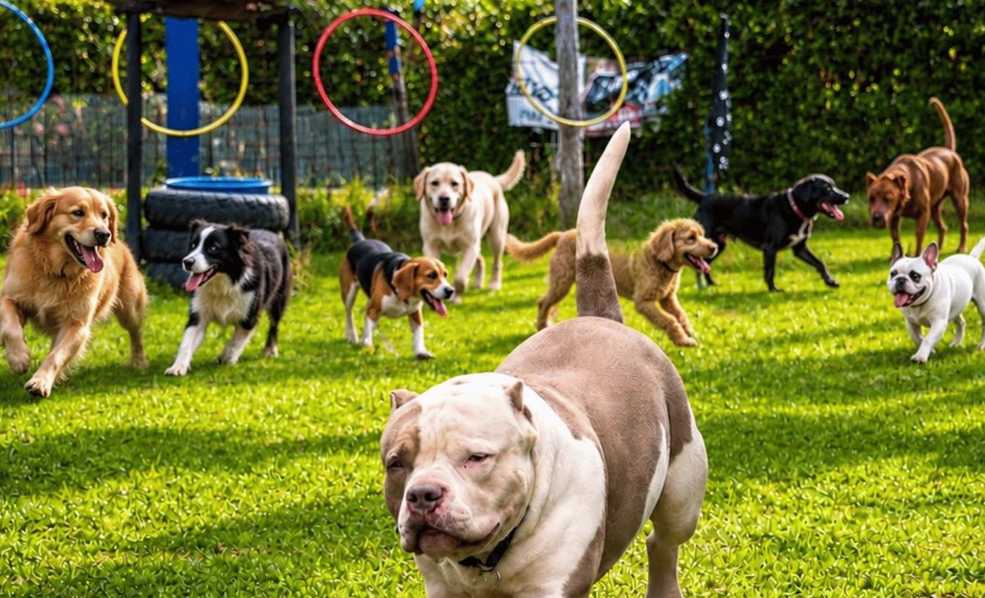 Perros en sesión de agilidad y socialización del colegio canino MUNDOG