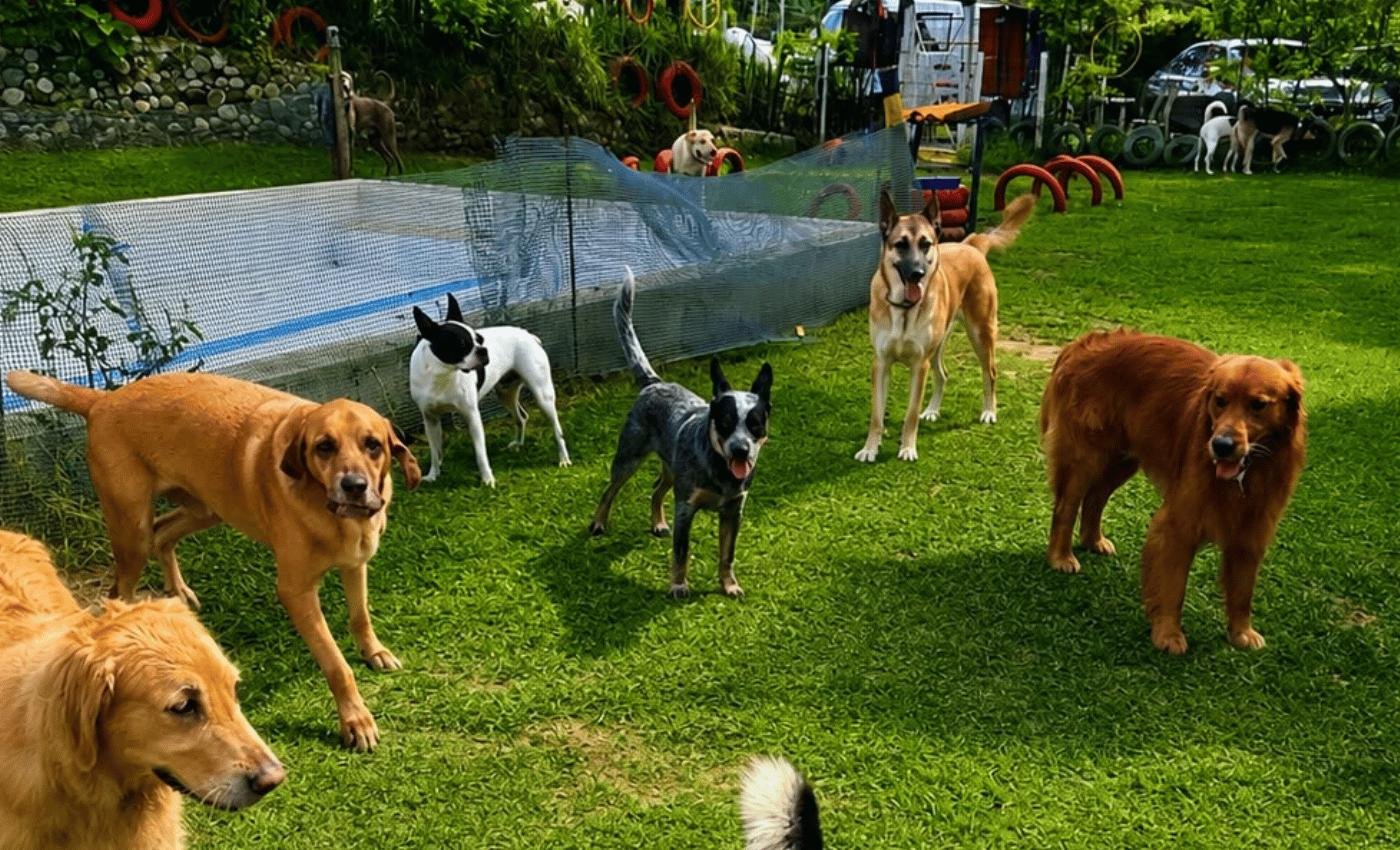 Perros jugando en grupo en el campo de MUNDOG