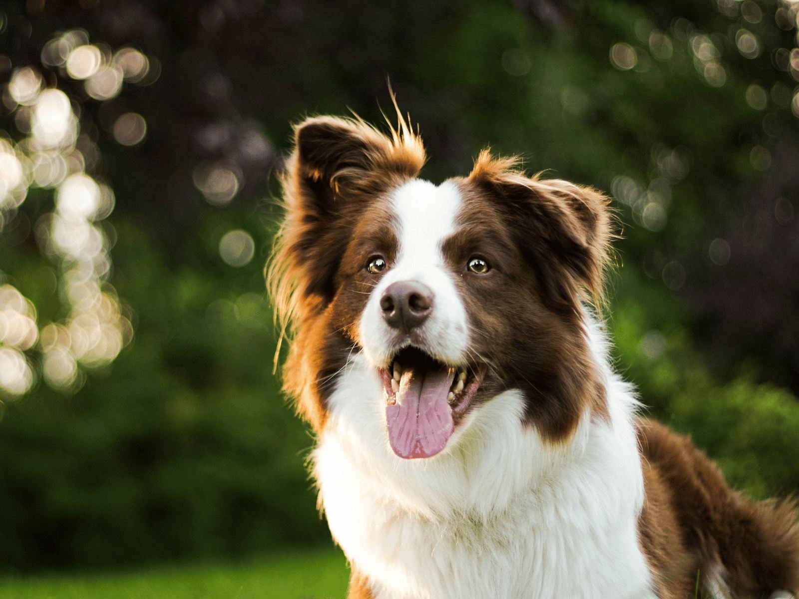 Perro sano y feliz en el campo