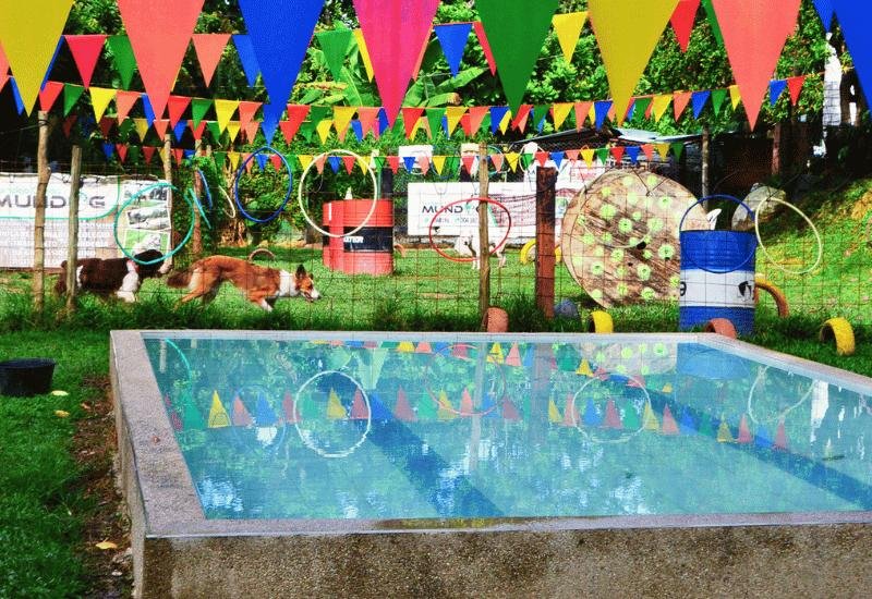 Piscina decorada en el hotel canino MUNDOG