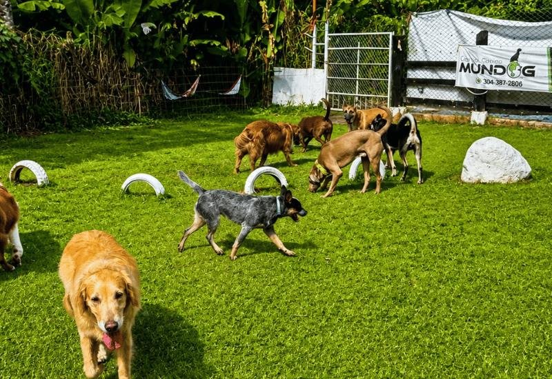 Perros jugando en el campo del hotel canino MUNDOG