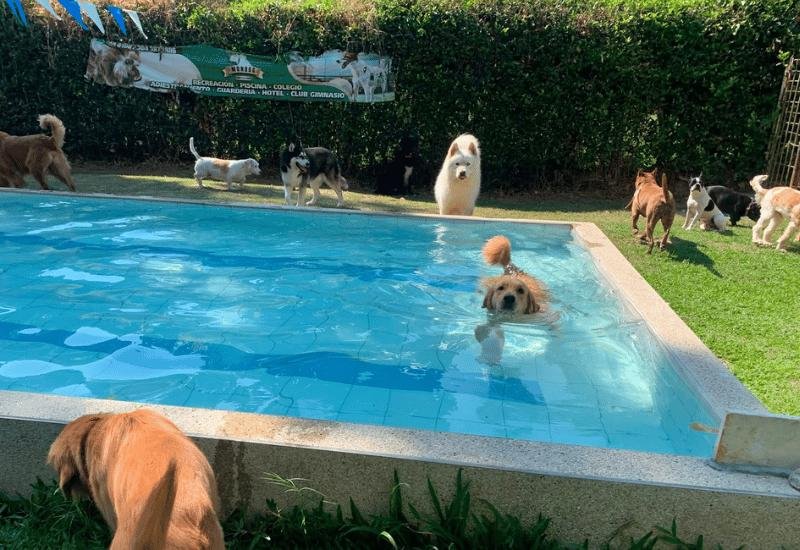 Perros en la piscina del hotel canino MUNDOG
